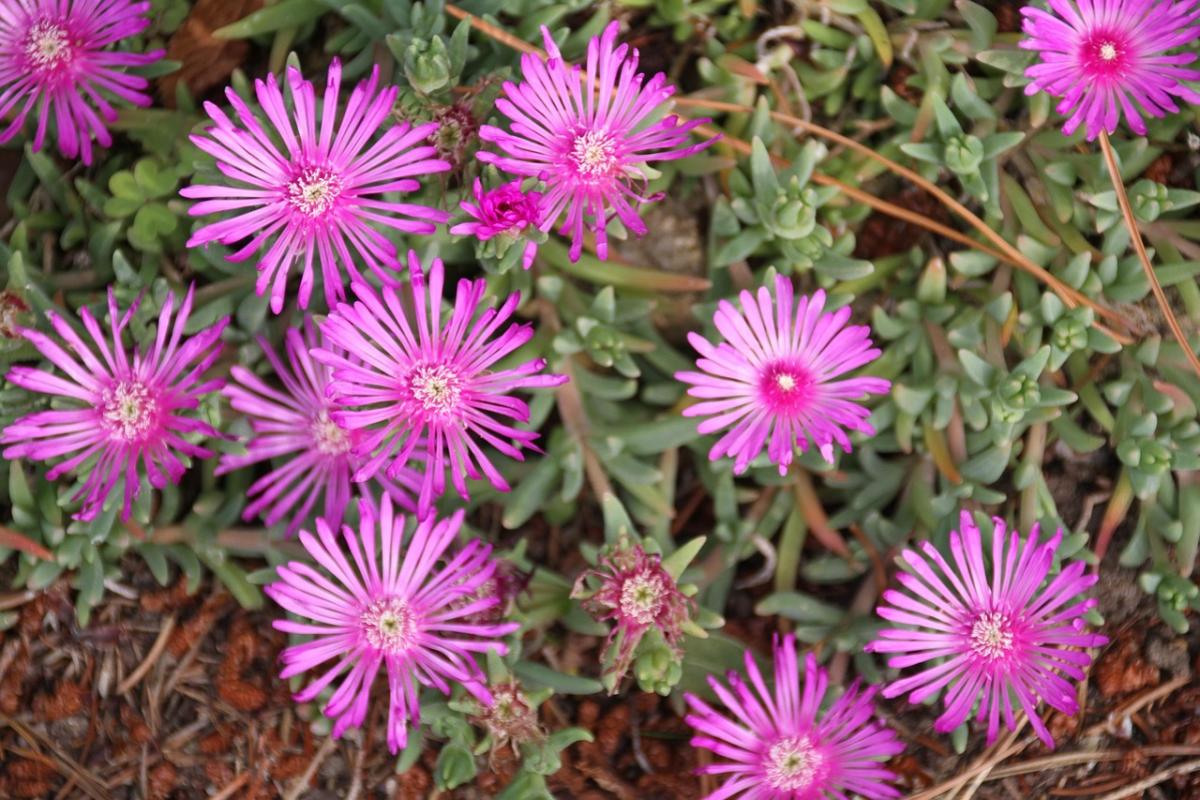 Какво цвеће посадити на гроб / фото пекелс.цом