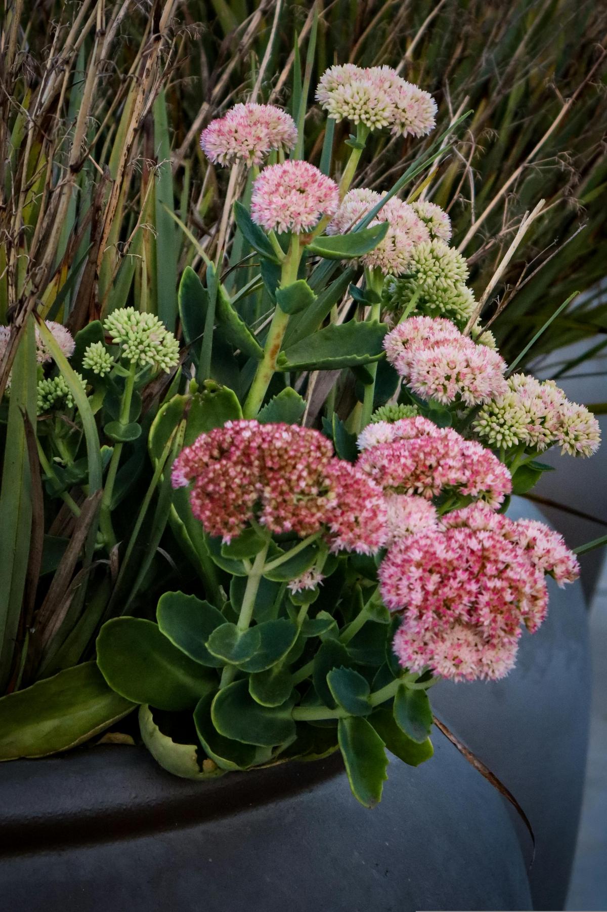 Какво цвеће посадити на гробљу да цвета цело лето / фото пекелс.цом