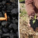 4 изненађујућа начина коришћења дрвеног угља у башти