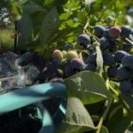 Боровнице ће издржати сваки мраз: баштован је открио главне јесење