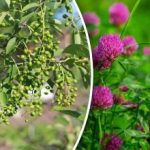 И не треба вам временска прогноза: које биљке представљају кишу И не треба вам временска прогноза: које биљке представљају кишу