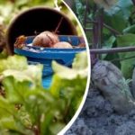 Једноставна акција у августу: баштован је поделио како да репа