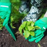 Када посадити јагоде у јесен да бисте сакупили канте бобица