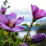 Како правилно орезати хибискус да бисте добили бујни грм