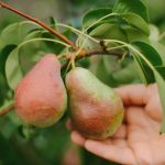 Како правилно орезати крушку да бисте добили огромну жетву: савети