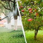 Лисне уши никада више неће додирнути стабла јабуке: ефикасно решење