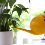 Мирни љиљан ће престати да жути и оживеће за само