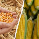 Најбољи период за сетву кукуруза 2025: не пропустите