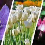 Стручњак је именовао 7 биљака које ове јесени вреди посадити