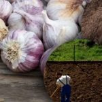 Зимски бели лук ово не воли: баштован је открио тајну идеалне баштенске греде за зиму Зимски бели лук ово не воли: баштован је открио тајну